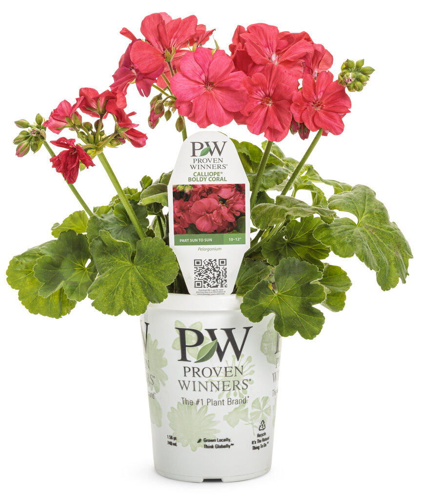 Pelargonium - Boldly® Coral - Pleasant View Gardens