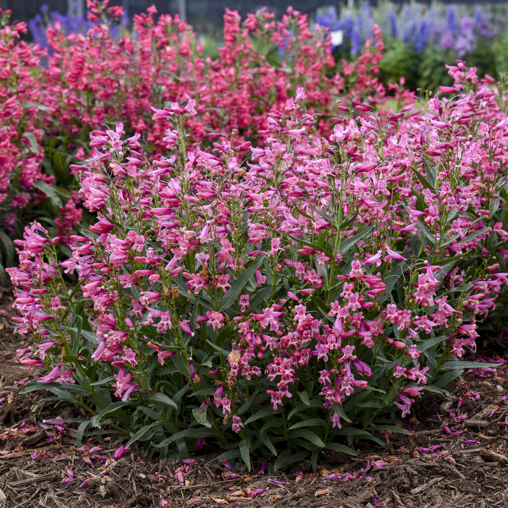 Penstemon Barbatus Bearded Penstemon Bejeweled™ Pink Pearls