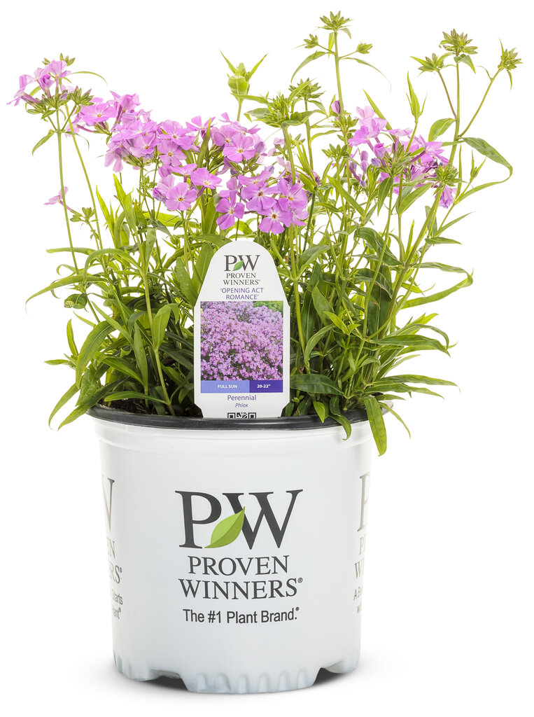 Phlox hybrid - Hybrid Phlox - 'Opening Act Romance' - Pleasant View Gardens