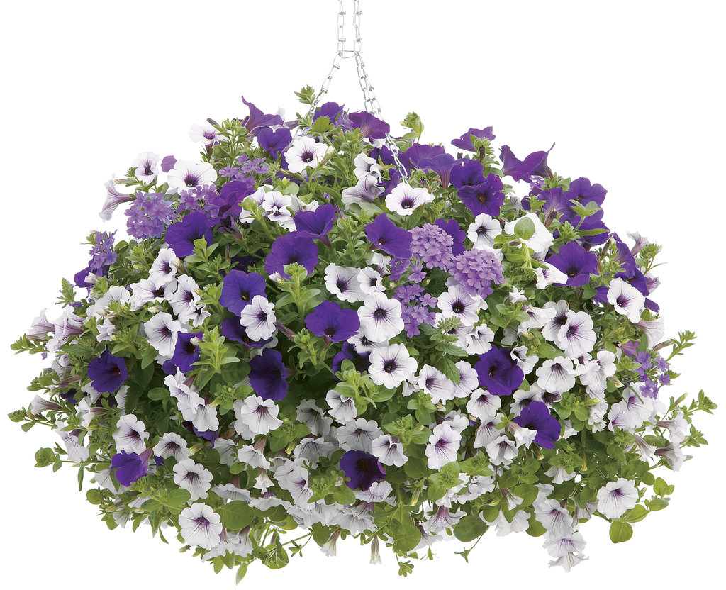 Petunia - Supertunia® Blue Veined - Pleasant View Gardens