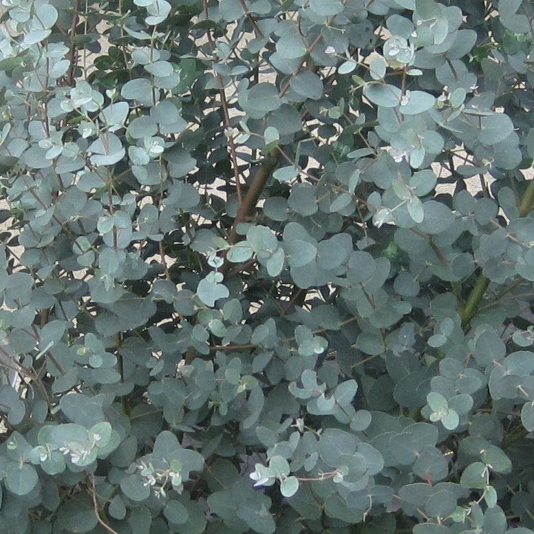 Eucalyptus - Steel Tower™ - Eucalyptus gunnii - Pleasant View Gardens