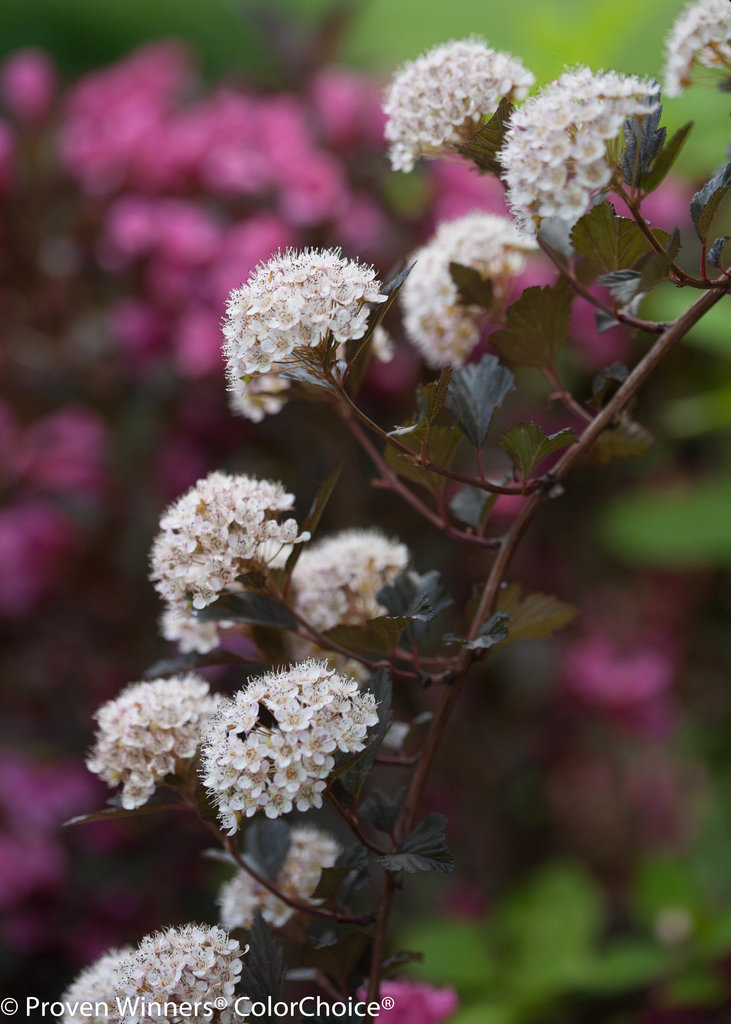 Physocarpus - Summer Wine® - Ninebark - Physocarpus Opulifolius 