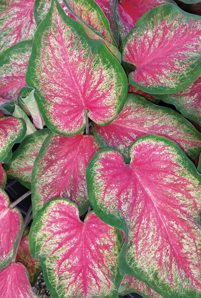 Caladium - Heart to Heart™ Tickle Me Pink - Pleasant View Gardens