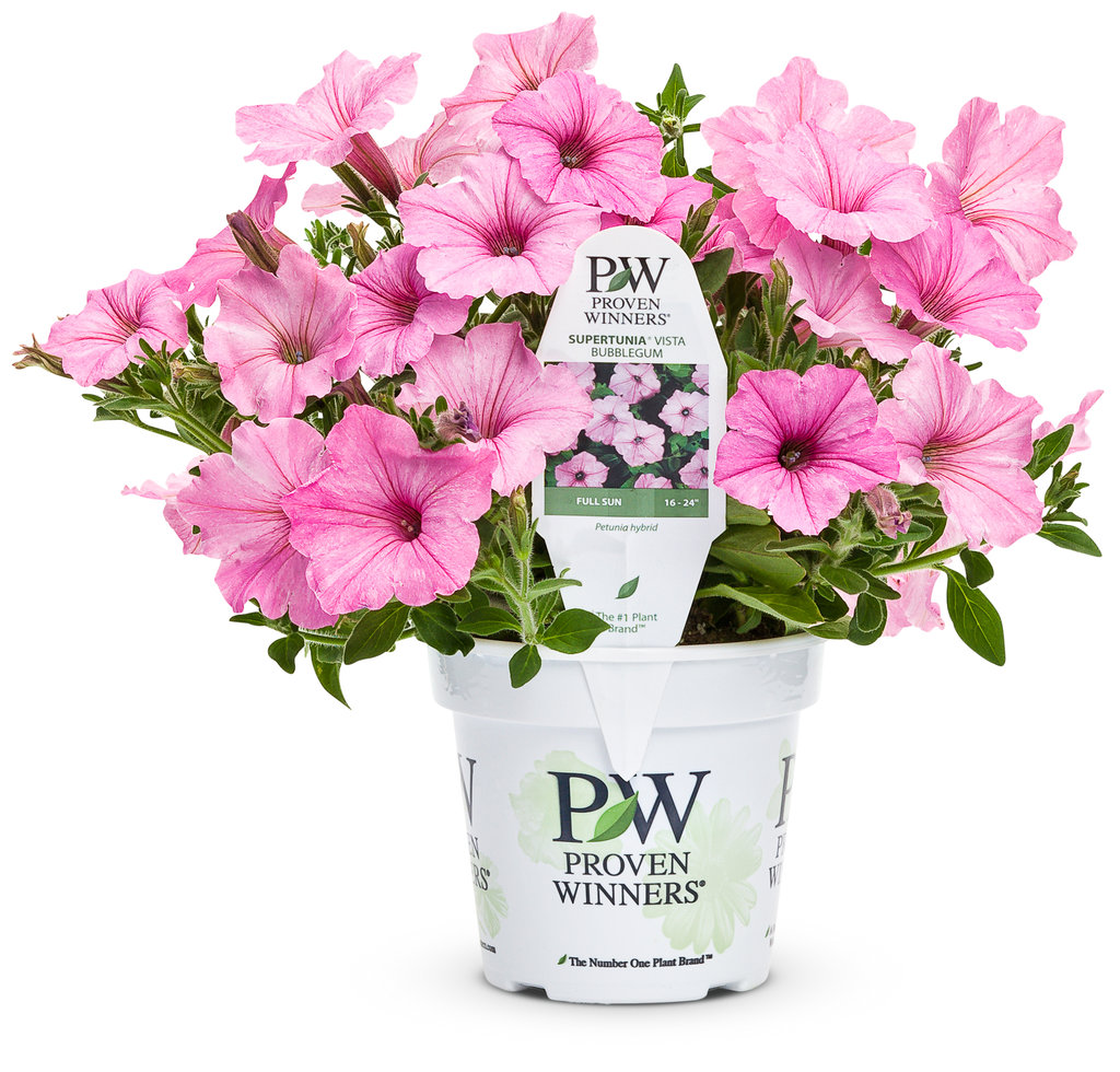 Petunia - Supertunia Vista® Bubblegum® - Pleasant View Gardens