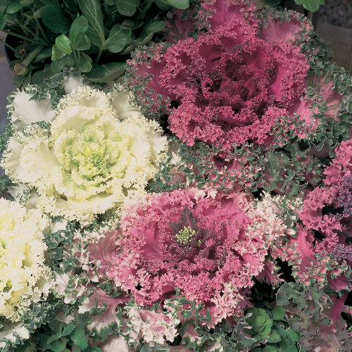 Ornamental Cabbage - Brassica oleracea acephala