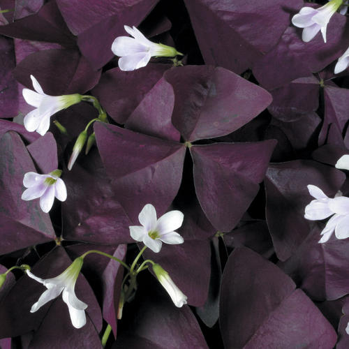 purple shamrock blooms