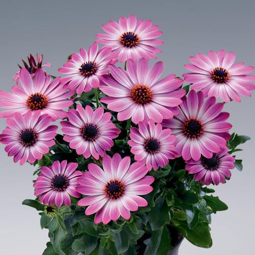 'Sunny™ Xena' - African Daisy - Osteospermum | Proven Winners