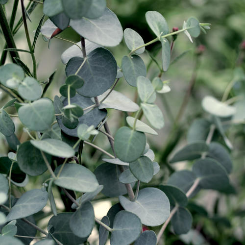 Silver Drop Eucalyptus Gunnii Proven Winners