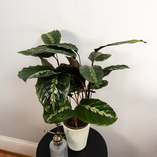 Color Full® Feather Touch™ - Prayer Plant - Calathea louisae