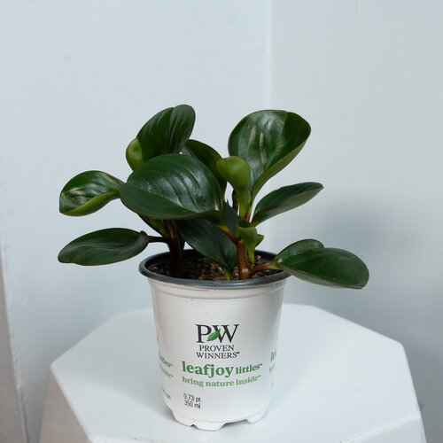 Savory Delights™ Spice is Nice™ - Baby Rubber Plant - Peperomia obtusifolia