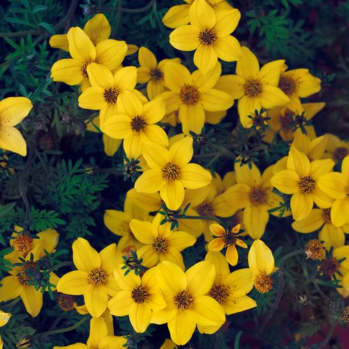 Peter's Gold Carpet - Bidens Ferulifolia 