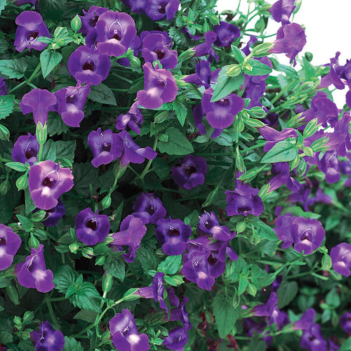 Summer Wave® Trailing Large Violet - Wishbone Flower - Torenia hybrid