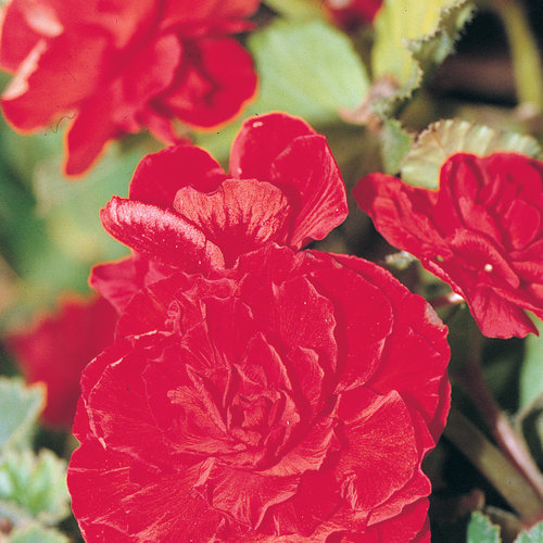 Nonstop® Red - Tuberous Begonia - Begonia x tuberhybrida