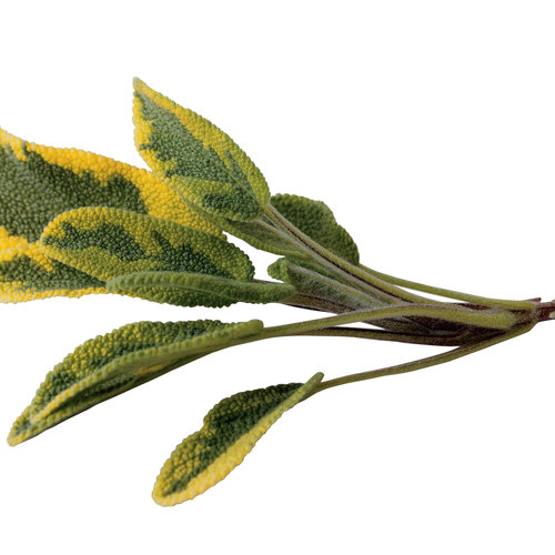 Sauge officinale bicolore dorée BIO** - Salvia icterina