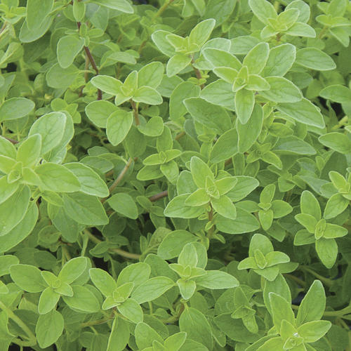 True Oregano - Origanum Vulgare 