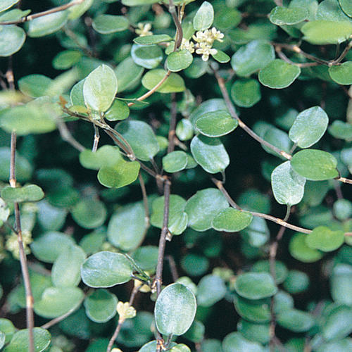 Muehlenbeckia axillaris (creeping wire vine)