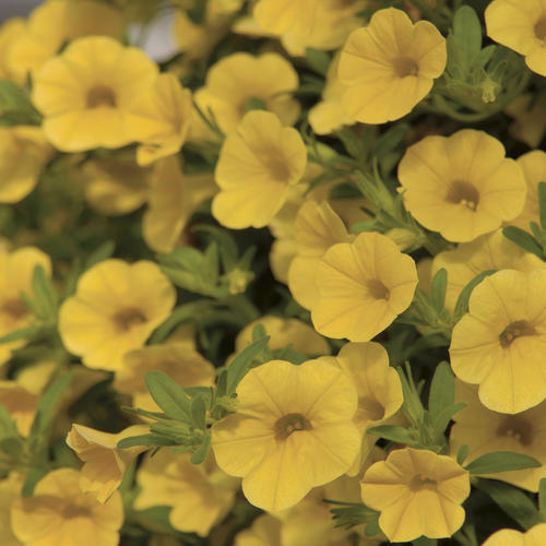 Million Bells® Trailing Yellow - Calibrachoa hybrid | Proven Winners