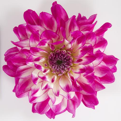 Dalina® Grande Bonita - Dahlia hybrid