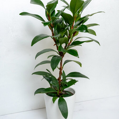 Cling-On® Mini Zen™ - Miniature African Fig - Ficus hybrid