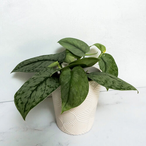 Shimmering Falls™ Silver Splash - Satin Pothos - Scindapsus