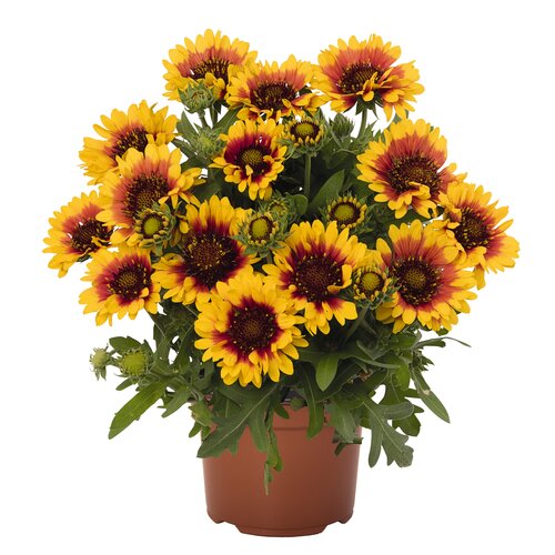 SpinTop Red Starburst - Blanket Flower - Gaillardia aristata