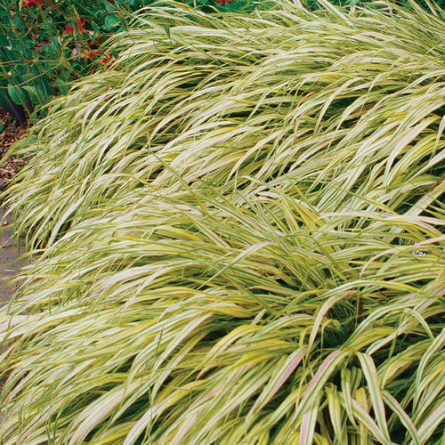 Aureola - Golden Variegated Hakone Grass - Hakonechloa macra