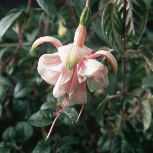 Southgate - Trailing Fuchsia - Fuchsia hybrid