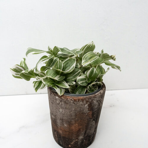 New Vogue™ Feeling Sweet™ - Inch Plants - Tradescantia hybrid