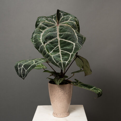 DocBlock® Michelle® - Anthurium hybrid