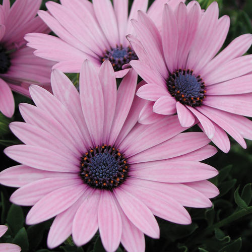 Soprano® Light Purple - Osteospermum hybrid | Proven Winners