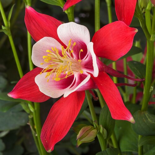 Kirigami™ Red & White - Columbine - Aquilegia caerulea