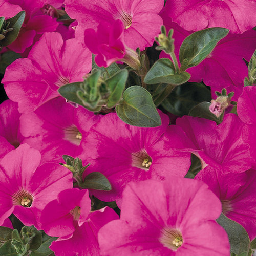 Supertunia® Trailing (Formerly Mini) Bright Pink - Petunia hybrid ...