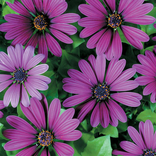 Soprano® Compact Purple - Osteospermum hybrid | Proven Winners