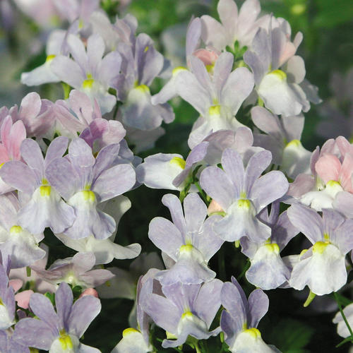 Opal Innocence® - Nemesia fruticans | Proven Winners