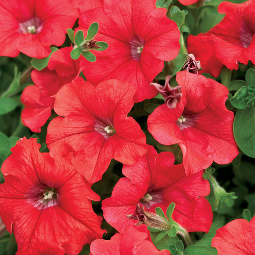 Supertunia® Red - Petunia hybrid | Proven Winners