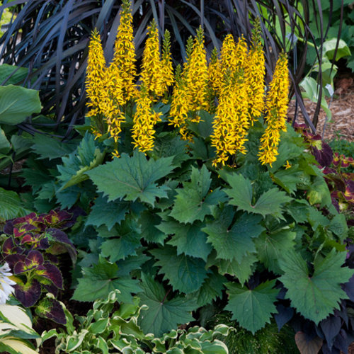 Bottle Rocket Ligularia Hybrid Proven Winners