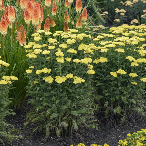 Achillea Yarrow Love Parade Garden Flower Drought tolerant Plant