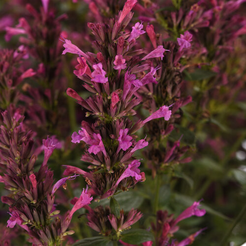 Summerlong™ Lilac - Mexican Giant Hyssop - Agastache mexicana