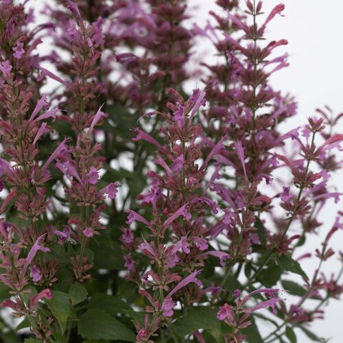 agastache_summerlong_lilac_bloom_bloom_2.jpg