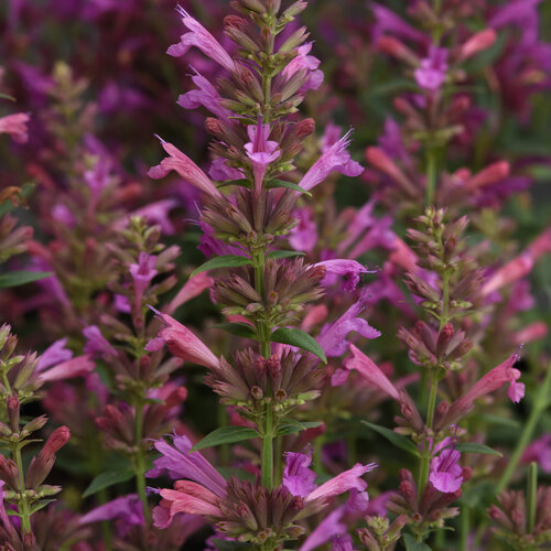 Summerlong™ Magenta - Mexican Giant Hyssop - Agastache mexicana