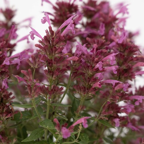 agastache_summerlong_magenta_bloom_bloom_1.jpg