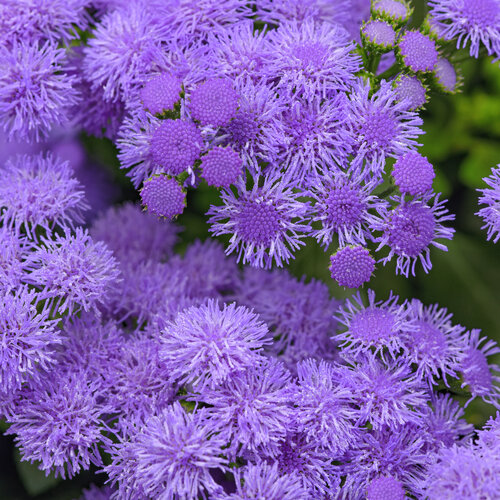 Monarch Magic - Flossflower - Ageratum houstonianum