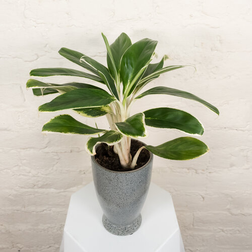 Igneous™ Ivory Frost™ - Chinese Evergreen - Aglaonema x