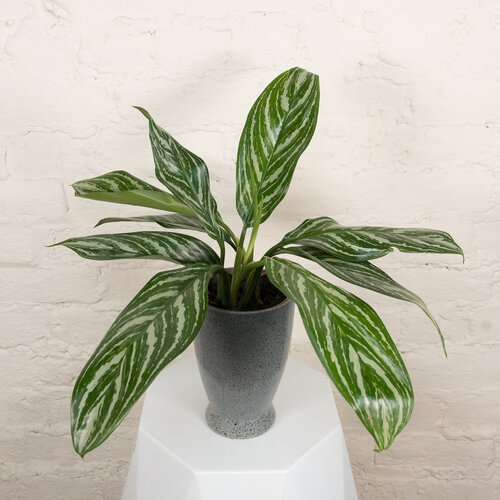 Igneous™ Crystal Vision™ - Chinese Evergreen - Aglaonema x