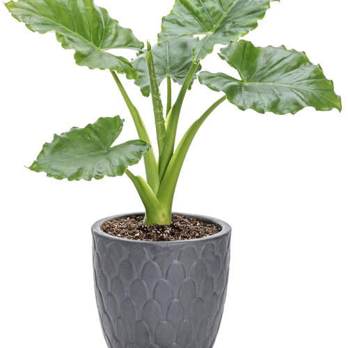 alocasia_heart_to_heart_emerald_isle_mono.jpg