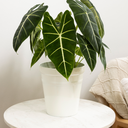 Mythic® Frydek - Elephant Ear - Alocasia micholitziana