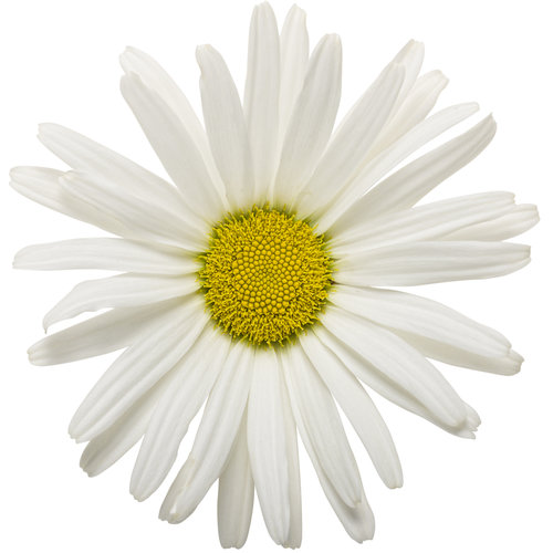 Download Amazing Daisies Daisy May Shasta Daisy Leucanthemum Superbum Proven Winners