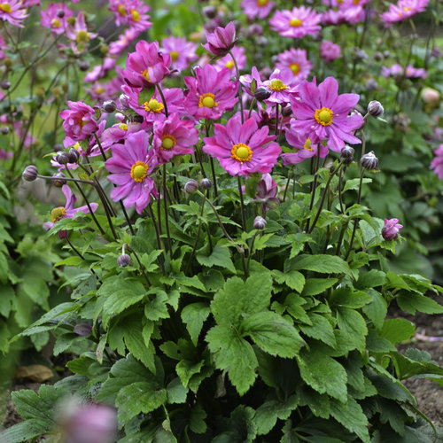 'Curtain Call Deep Rose' - Japanese Anemone - Anemone hybrid