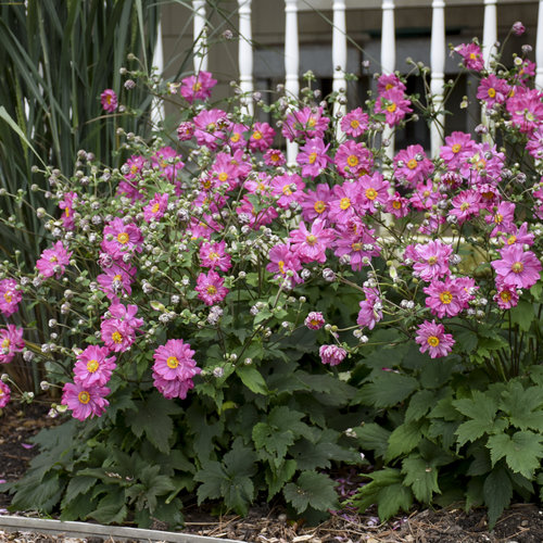 Fall Love® 'Sweetly' - Japanese Anemone Anemone | Proven