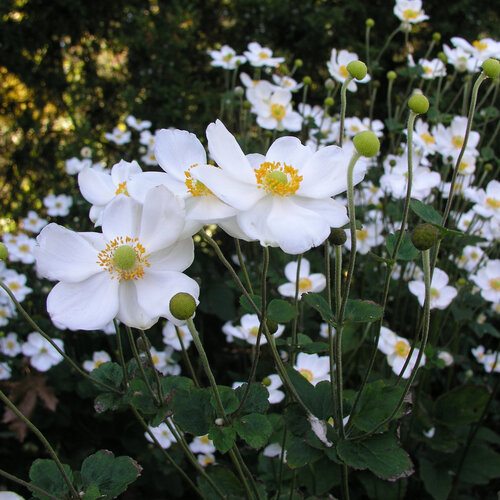 'Honorine Jobert' - Japanese Anemone - Anemone hybrid